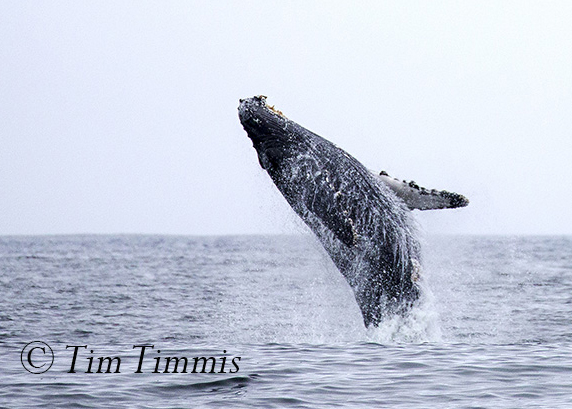 194_Monterey Whale Watching_07162016-3